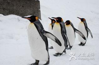 企鹅吃瓜爆料视频大全,视频大全带你领略娱乐圈风云变幻